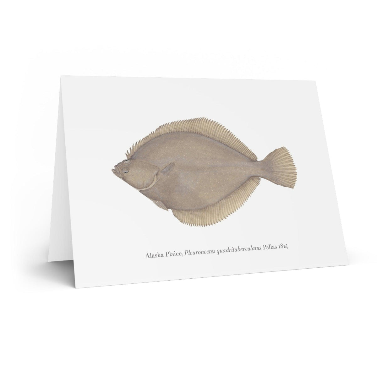 Alaska Plaice Greeting Card Stick Figure Fish Illustration