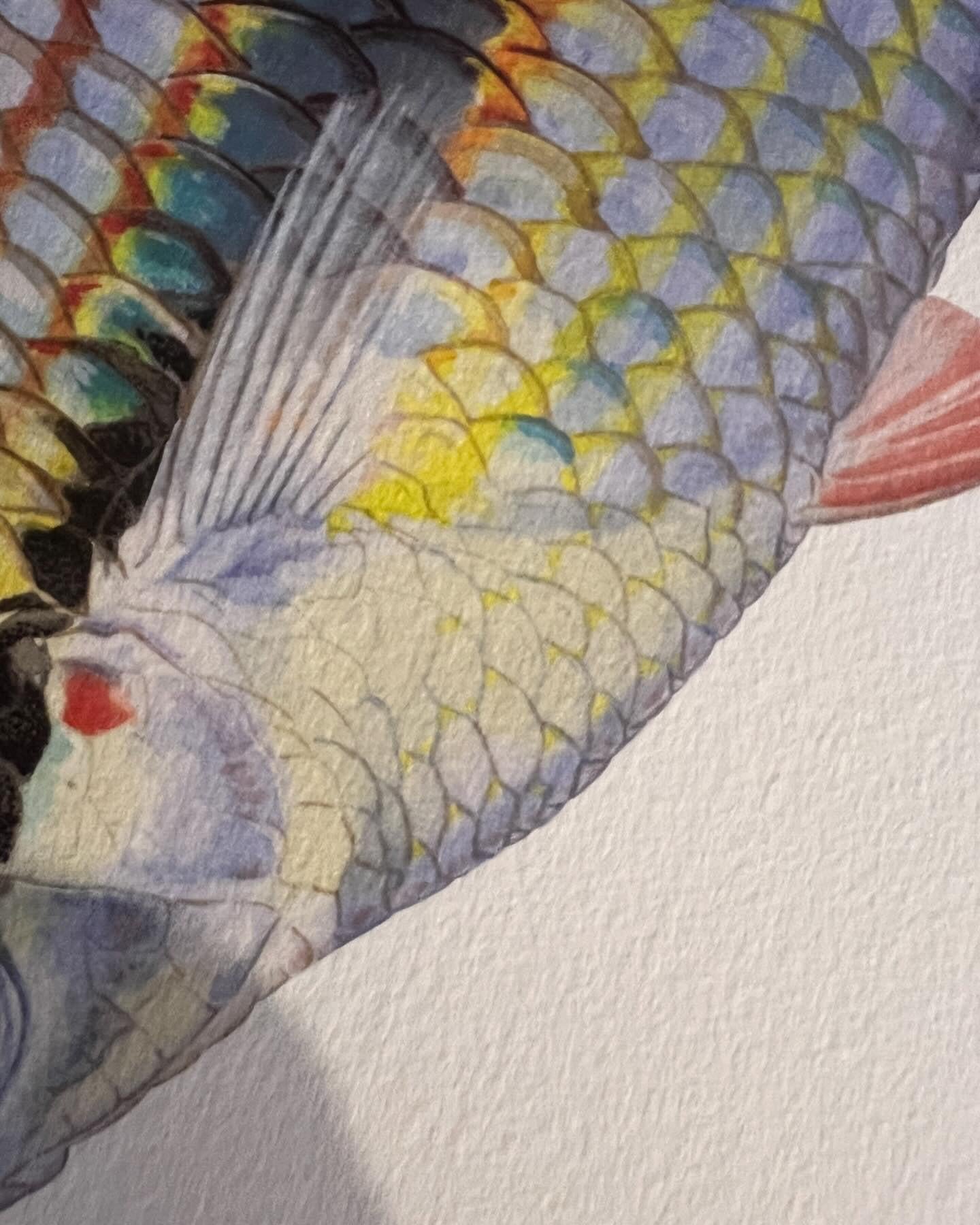 Close up of Goyder River Rainbowfish Print by Dr Lindsay Marshall Stick Figure fish Illustration