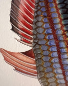 Close up of Goyder River Rainbowfish Print by Dr Lindsay Marshall Stick Figure fish Illustration