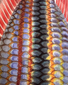 Close up of Goyder River Rainbowfish Print by Dr Lindsay Marshall Stick Figure fish Illustration