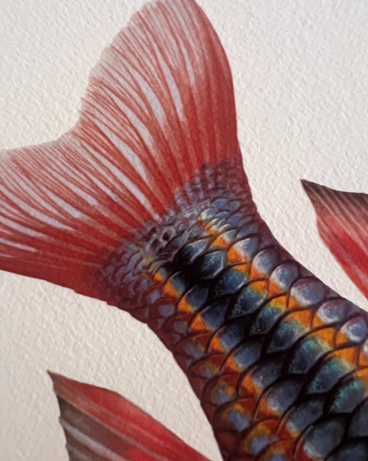 Close up of Goyder River Rainbowfish Print by Dr Lindsay Marshall Stick Figure fish Illustration