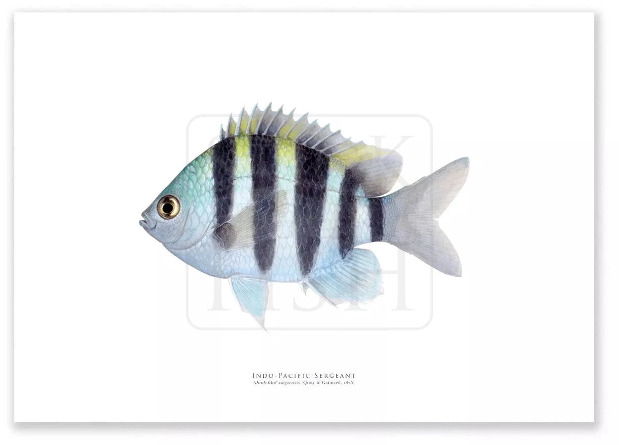 Indo-Pacific Sergeant, Abudefduf vaigiensis (Quoy & Gaimard 1825) - Fine Art Print-Stick Figure Fish Illustration