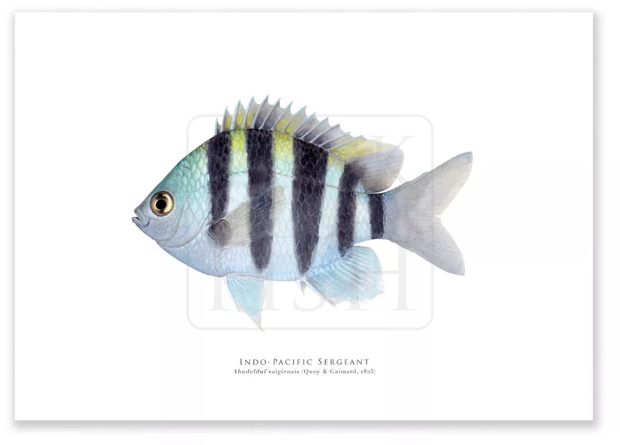 Indo-Pacific Sergeant, Abudefduf vaigiensis (Quoy & Gaimard 1825) - Fine Art Print-Stick Figure Fish Illustration