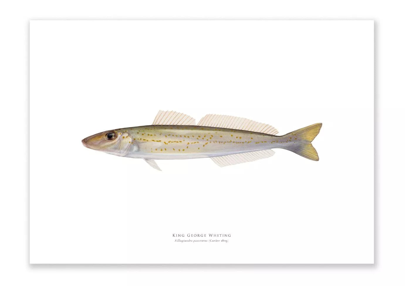 King George Whiting, Sillaginodes punctatus (Cuvier 1829) - Fine Art Print-Stick Figure Fish Illustration