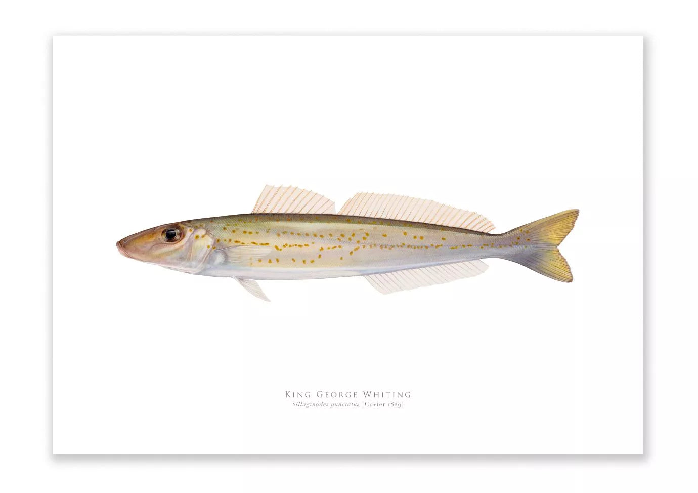 King George Whiting, Sillaginodes punctatus (Cuvier 1829) - Fine Art Print-Stick Figure Fish Illustration