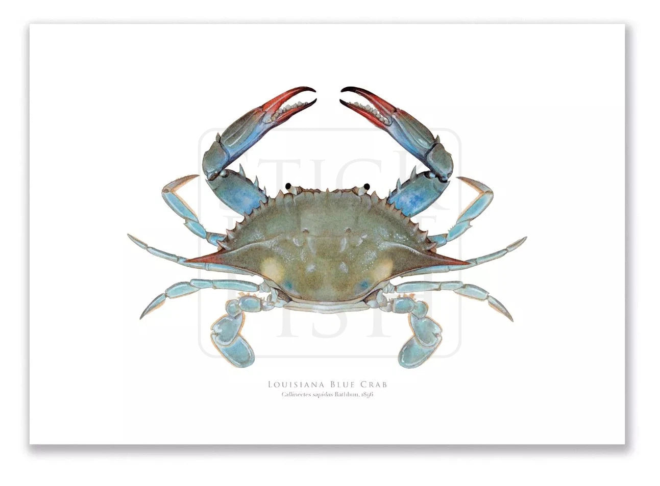 Louisiana Blue Crab, Callinectes sapidus Rathbun, 1896 - Fine Art Print-Stick Figure Fish Illustration