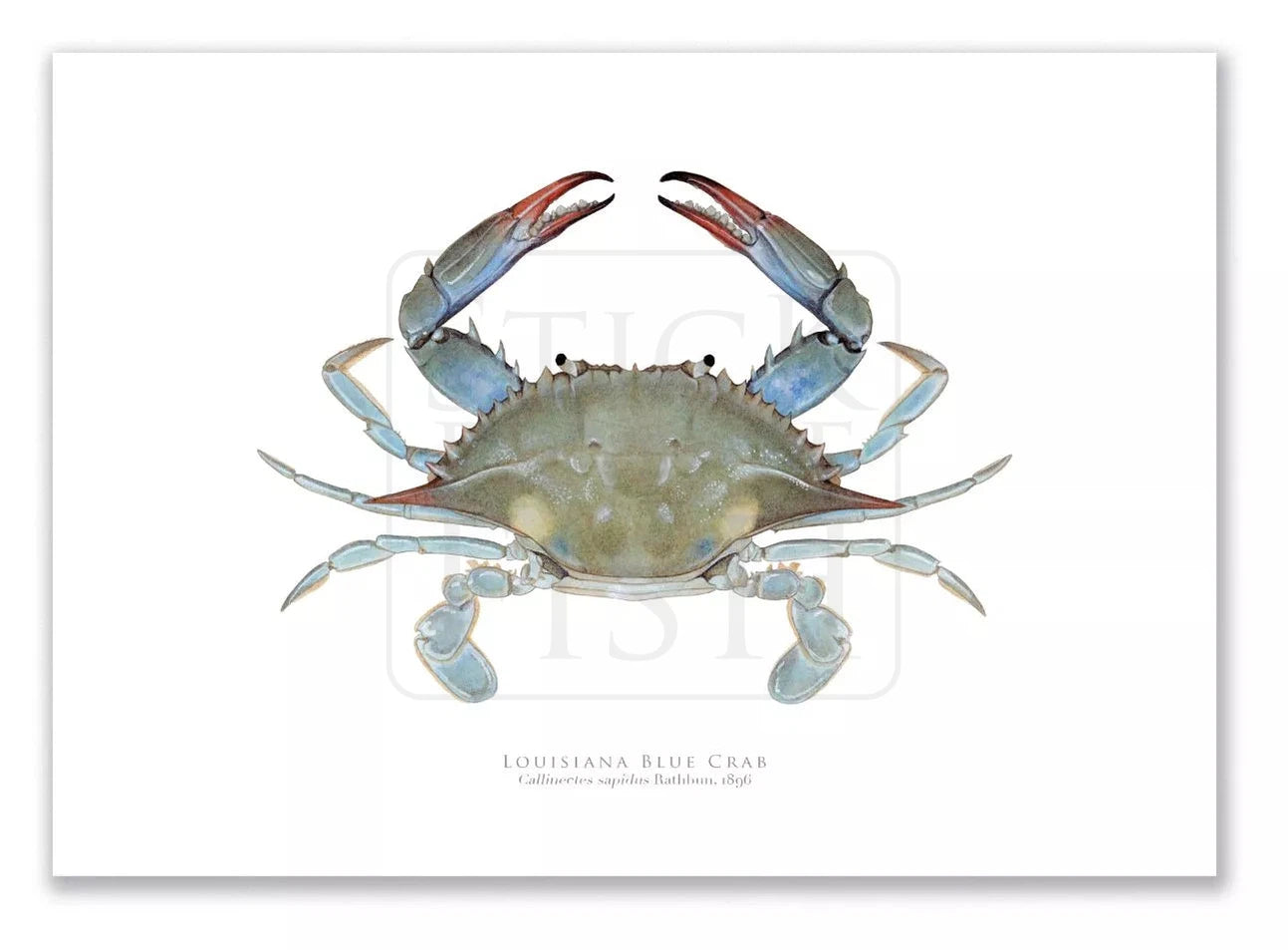 Louisiana Blue Crab, Callinectes sapidus Rathbun, 1896 - Fine Art Print-Stick Figure Fish Illustration