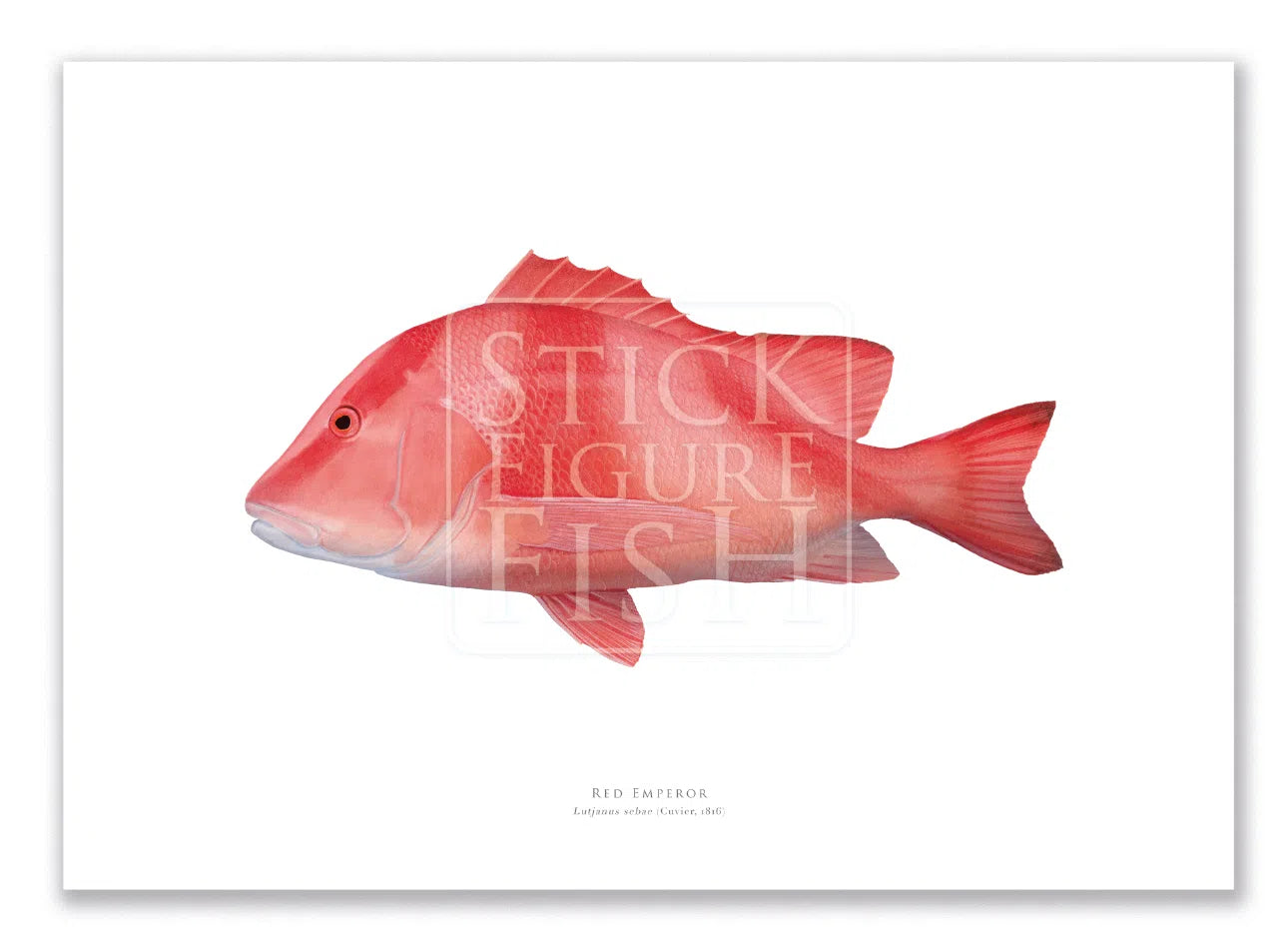 Red Emperor, Lutjanus sebae (Cuvier 1816) - Fine Art Print-Stick Figure Fish Illustration