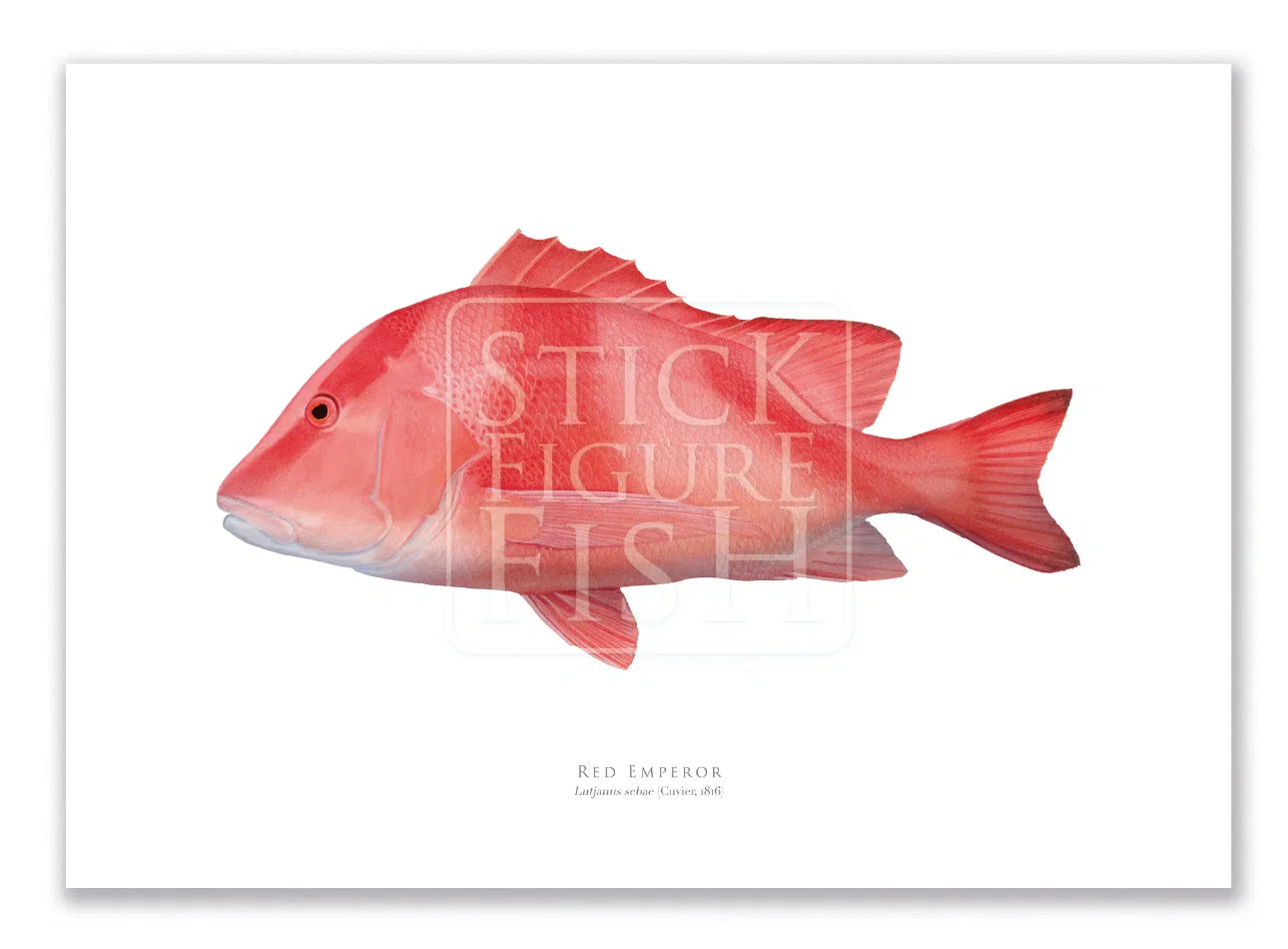 Red Emperor, Lutjanus sebae (Cuvier 1816) - Fine Art Print-Stick Figure Fish Illustration