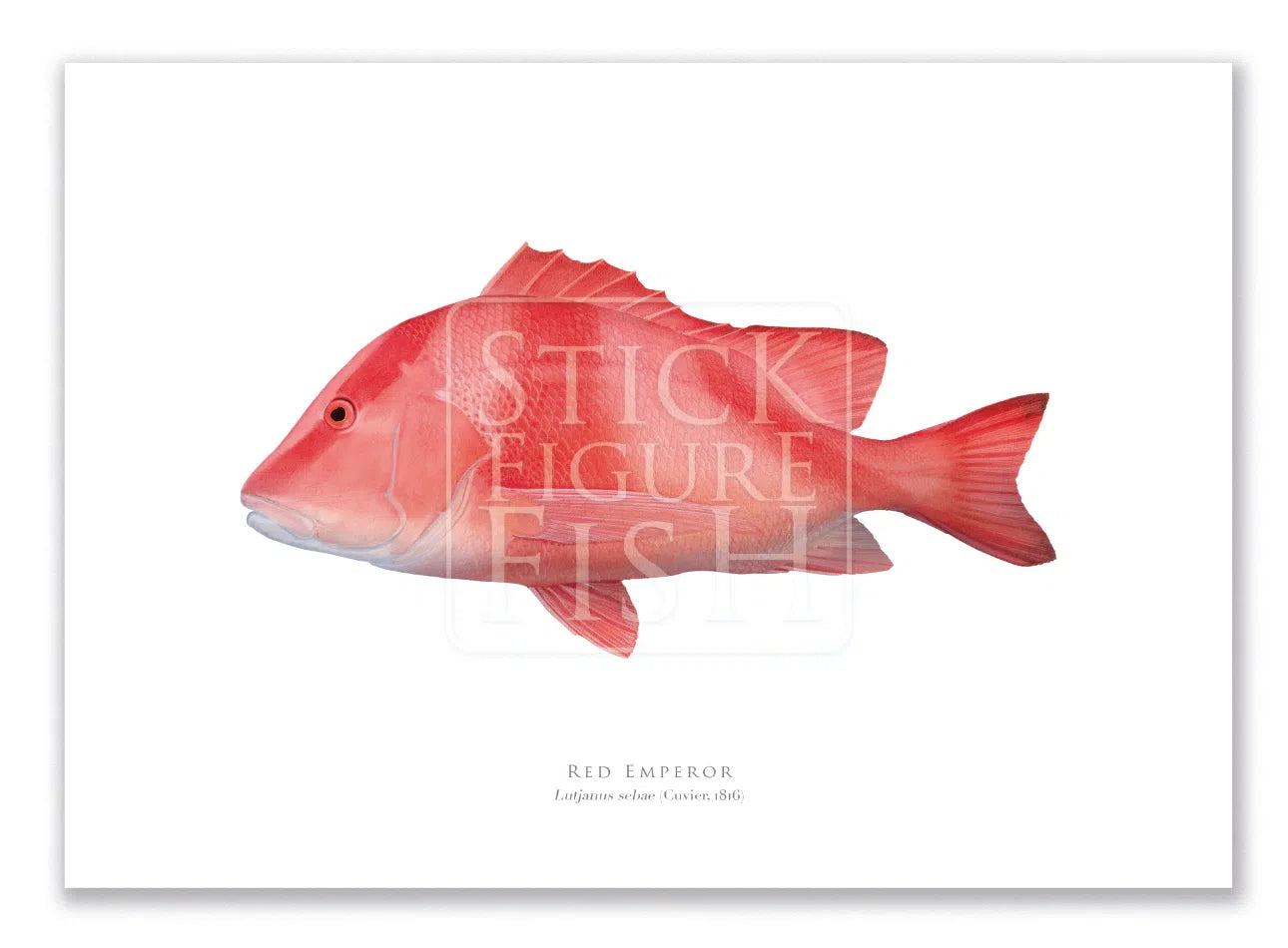 Red Emperor, Lutjanus sebae (Cuvier 1816) - Fine Art Print-Stick Figure Fish Illustration