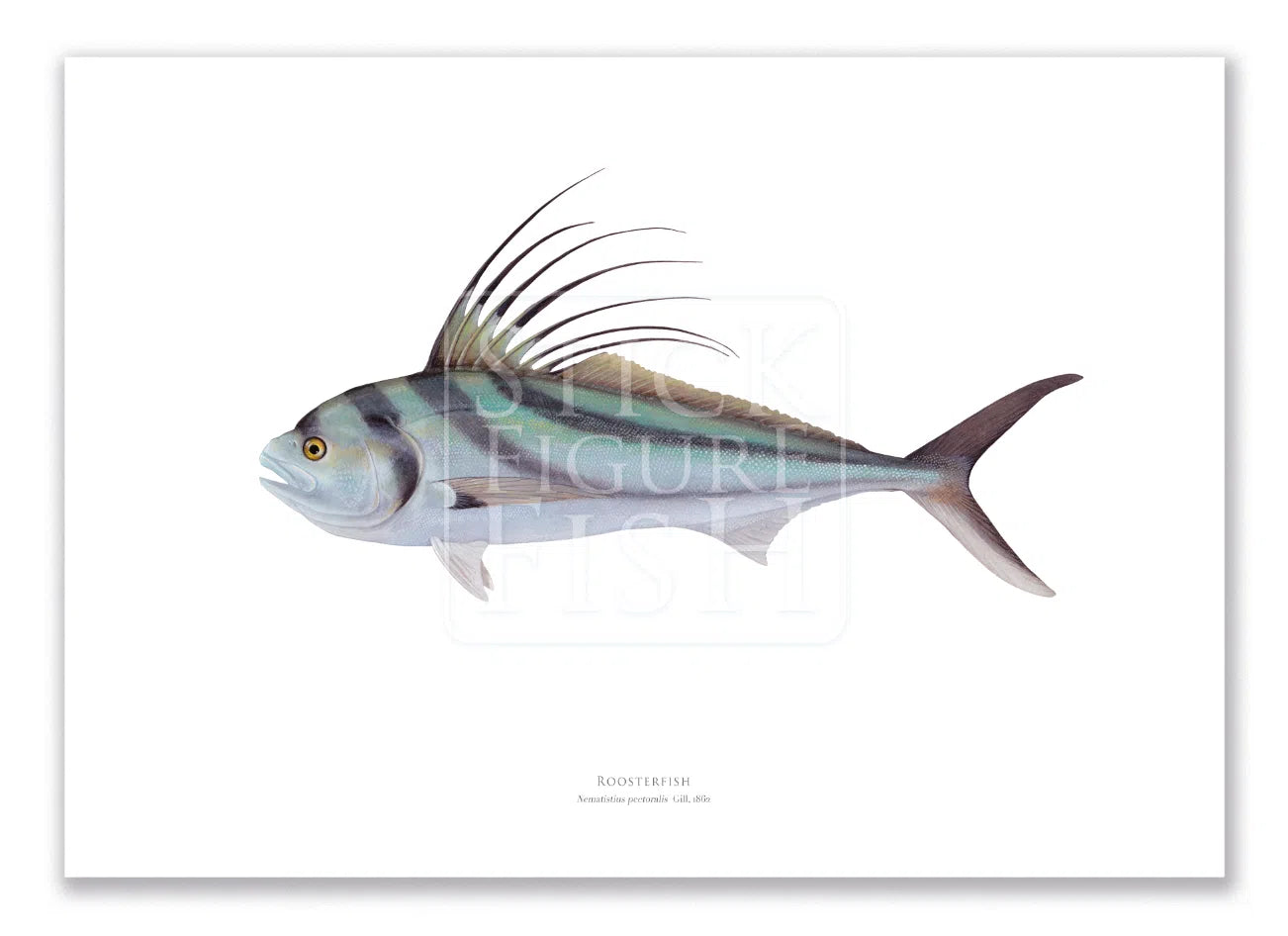 Roosterfish, Nematistius pectoralis Gill, 1862 - Fine Art Print-Stick Figure Fish Illustration