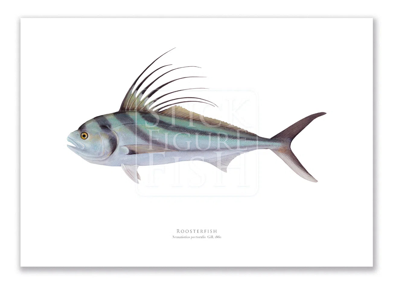 Roosterfish, Nematistius pectoralis Gill, 1862 - Fine Art Print-Stick Figure Fish Illustration