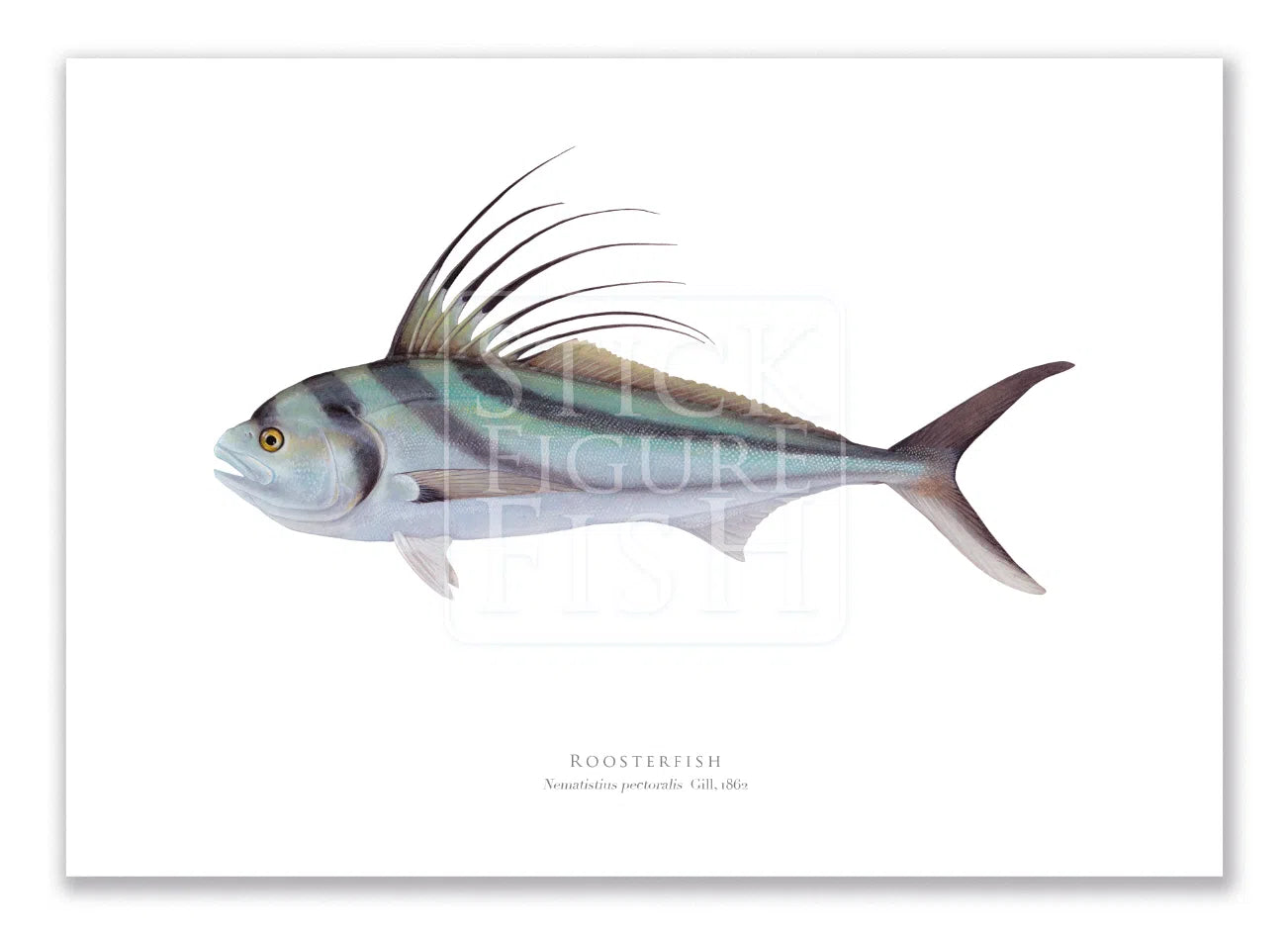 Roosterfish, Nematistius pectoralis Gill, 1862 - Fine Art Print-Stick Figure Fish Illustration