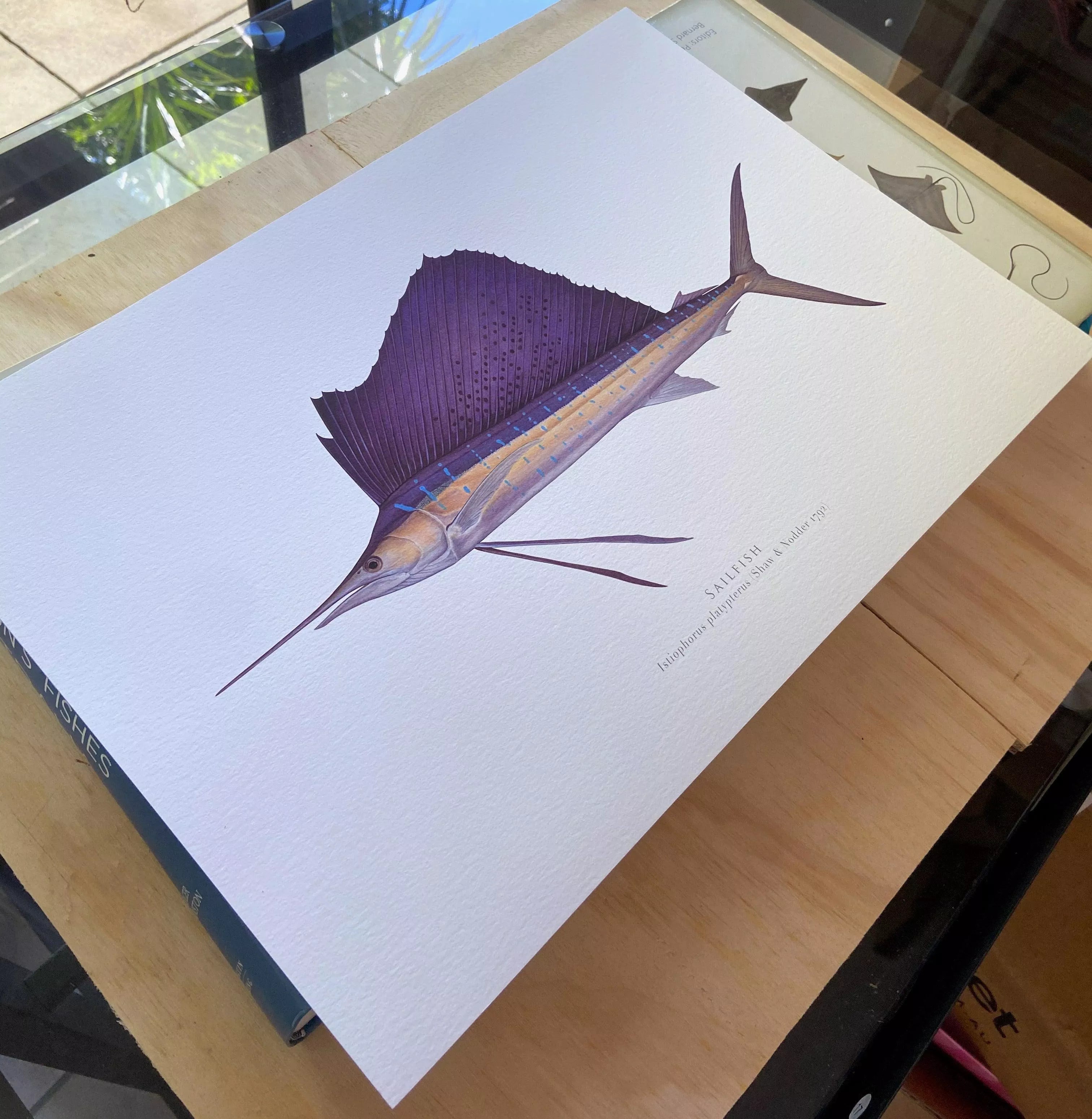 Sailfish - Istiophorus platypterus (Shaw & Nodder 1792) - Fine Art Print-Stick Figure Fish Illustration