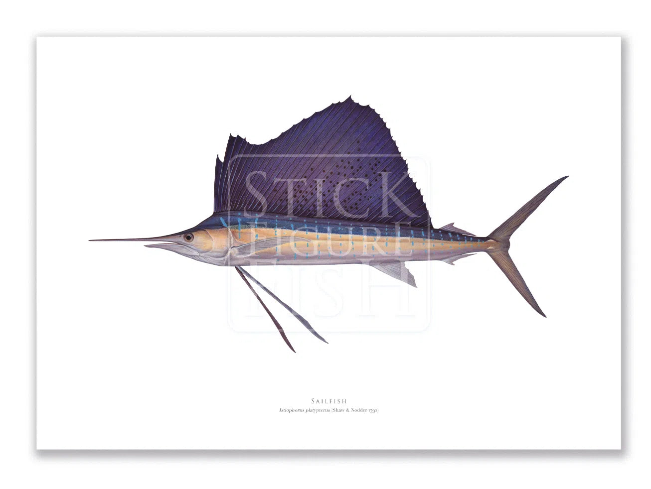 Sailfish - Istiophorus platypterus (Shaw & Nodder 1792) - Fine Art Print-Stick Figure Fish Illustration