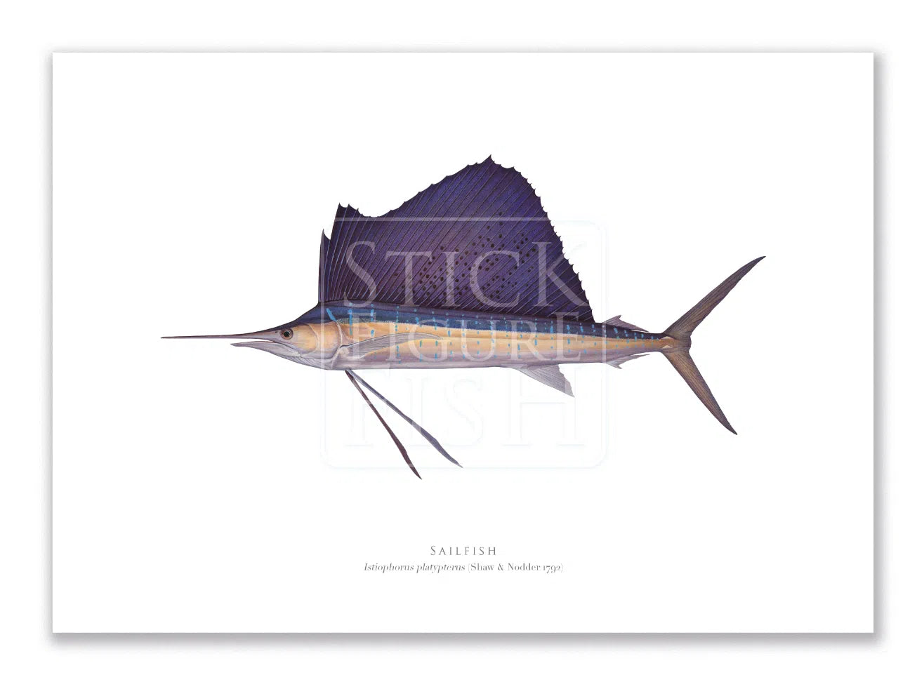 Sailfish - Istiophorus platypterus (Shaw & Nodder 1792) - Fine Art Print-Stick Figure Fish Illustration