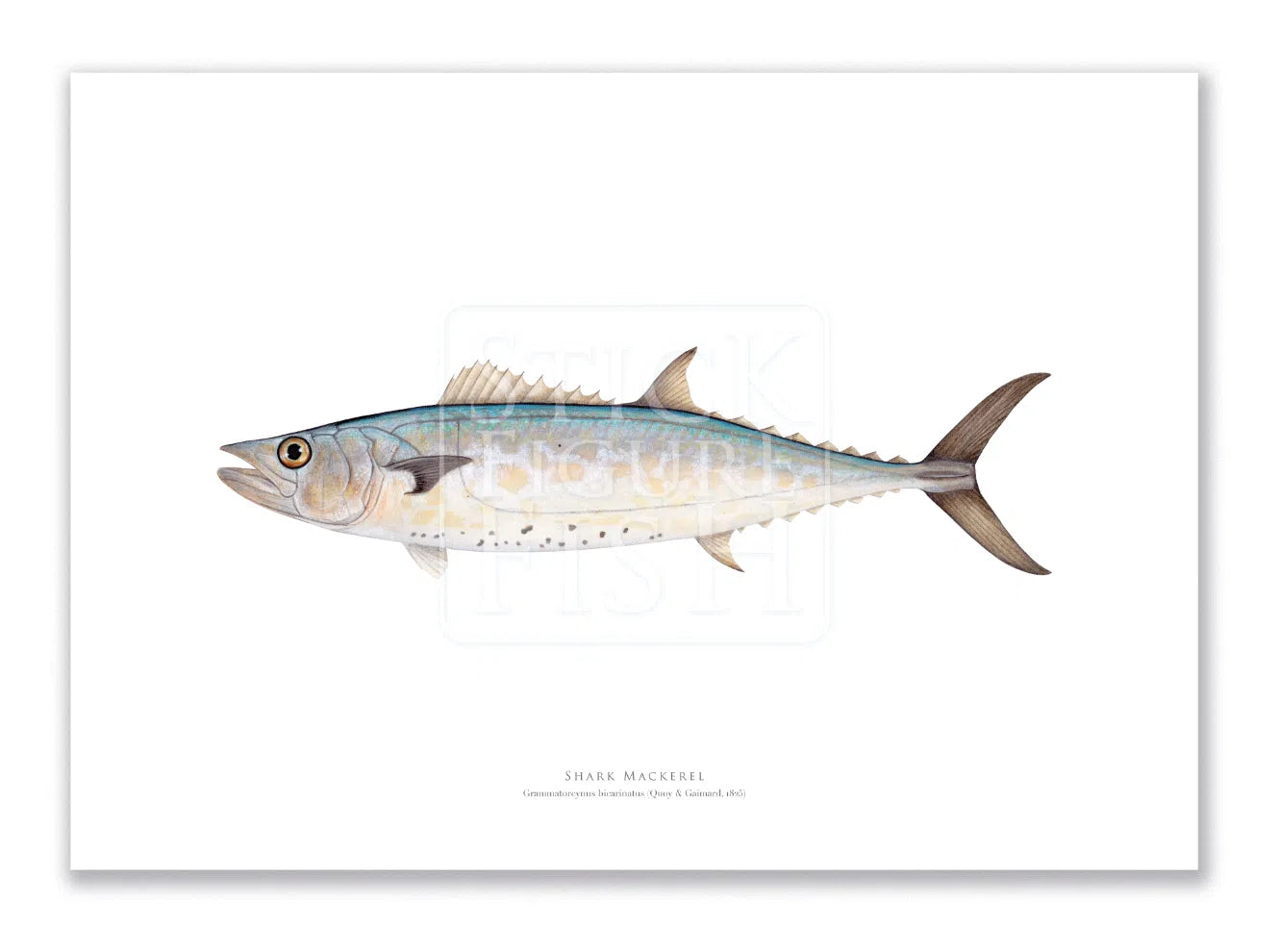 Shark Mackerel, Grammatorcynus bicarinatus (Quoy & Gaimard 1825) - Fine Art Print-Stick Figure Fish Illustration