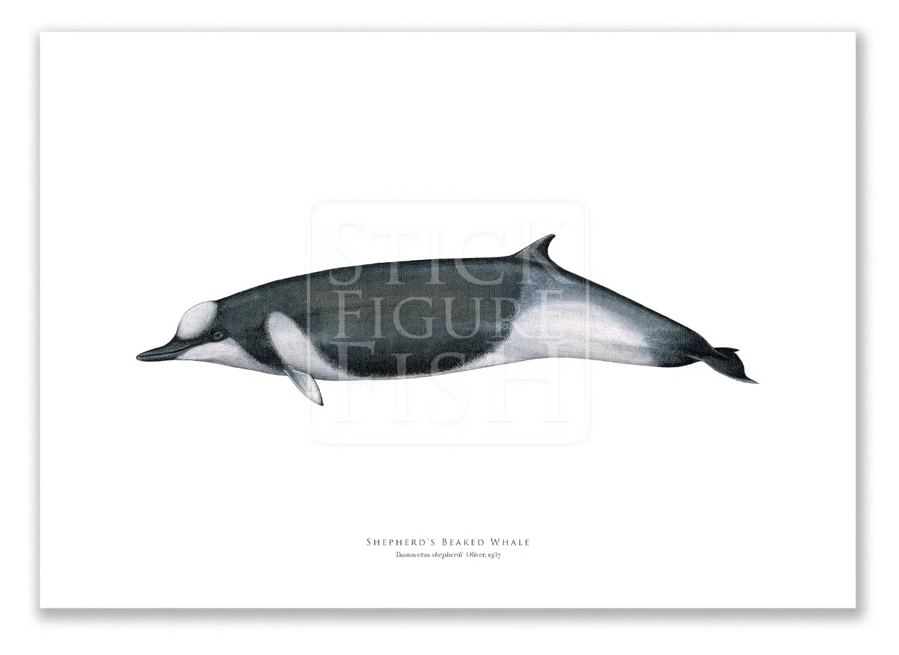 Shepherd's Beaked Whale, Tasmacetus shepherdi Oliver, 1937 - Fine Art Print-Stick Figure Fish Illustration