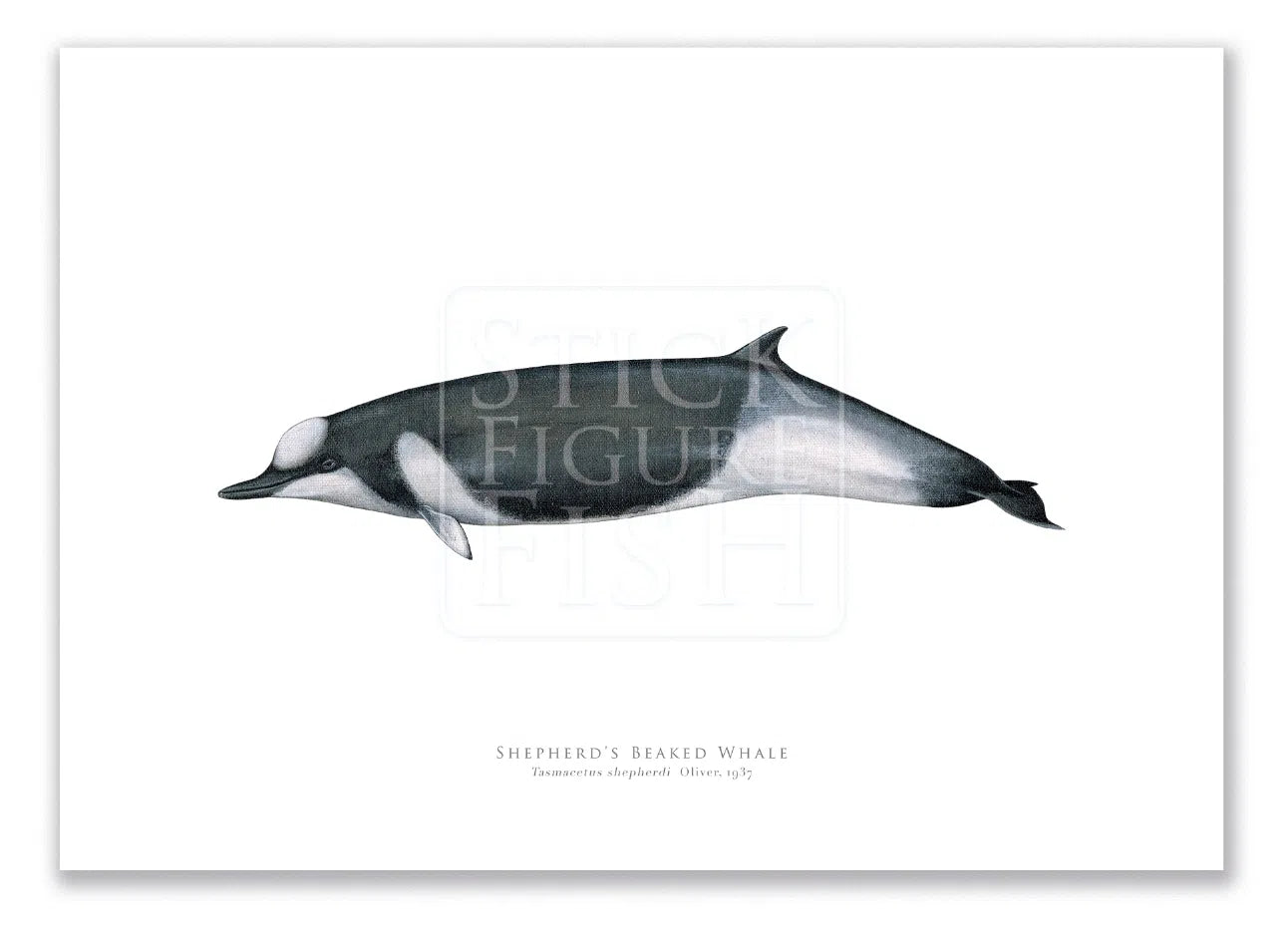 Shepherd's Beaked Whale, Tasmacetus shepherdi Oliver, 1937 - Fine Art Print-Stick Figure Fish Illustration