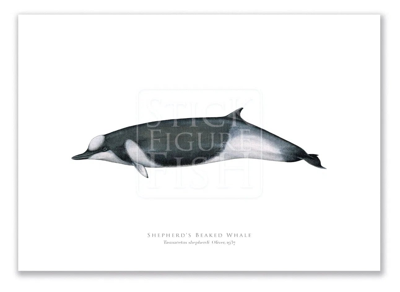 Shepherd's Beaked Whale, Tasmacetus shepherdi Oliver, 1937 - Fine Art Print-Stick Figure Fish Illustration