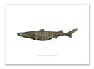 Southern Lanternshark, Etmopterus granulosus (Günther, 1880) - Fine Art Print-Stick Figure Fish Illustration