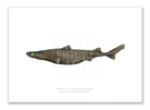 Southern Lanternshark, Etmopterus granulosus (Günther, 1880) - Fine Art Print-Stick Figure Fish Illustration