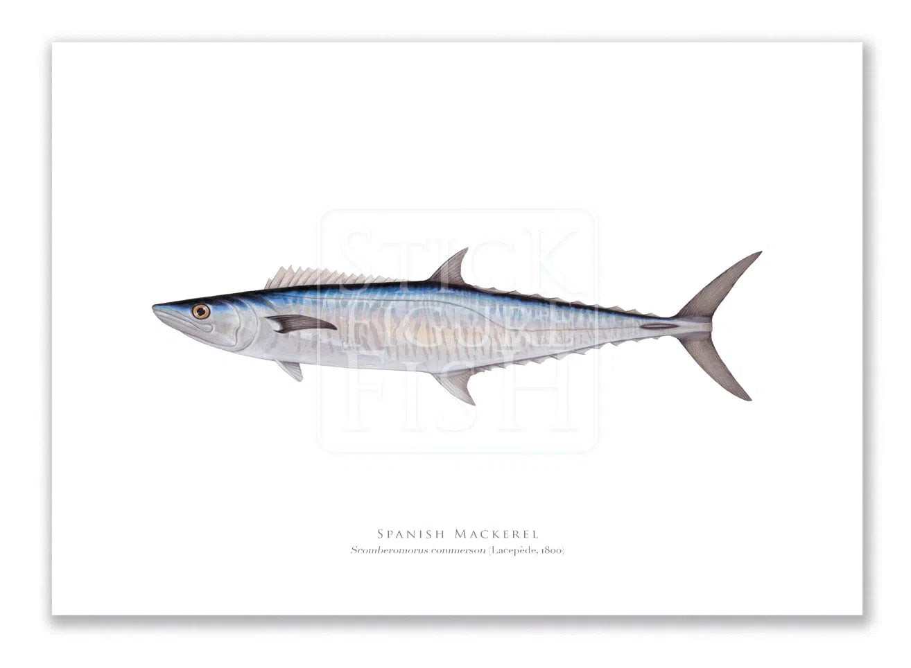 Spanish Mackerel, Scomberomorus commerson (Lacépède 1800) - Fine Art Print-Stick Figure Fish Illustration