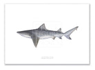 Speartooth Shark, Glyphis glyphis (Müller & Henle 1839) - Fine Art Print-Stick Figure Fish Illustration