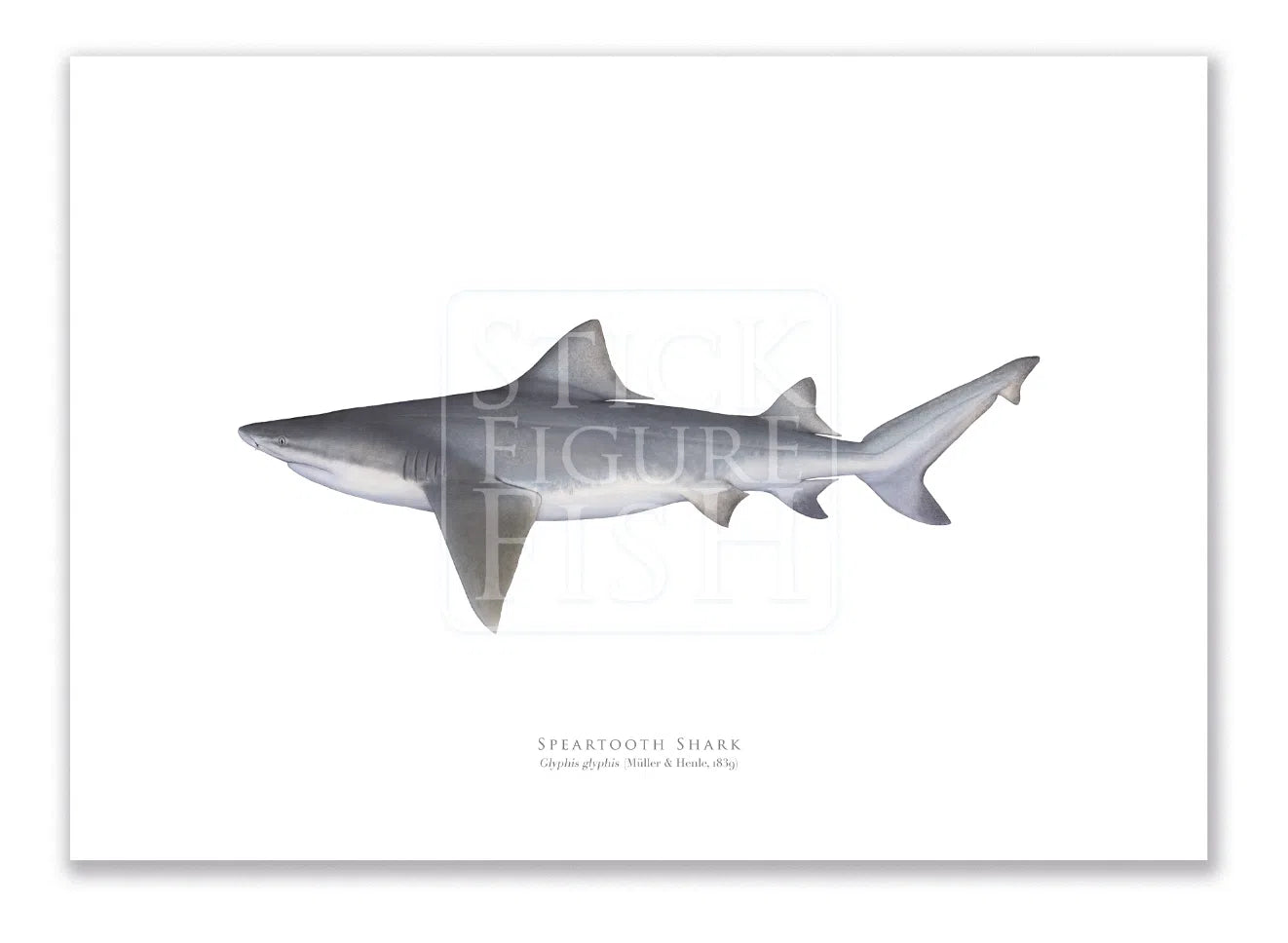 Speartooth Shark, Glyphis glyphis (Müller & Henle 1839) - Fine Art Print-Stick Figure Fish Illustration