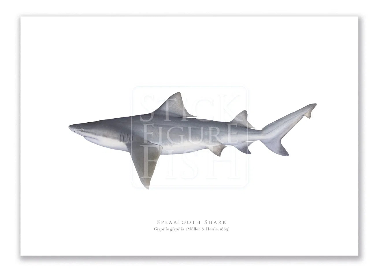 Speartooth Shark, Glyphis glyphis (Müller & Henle 1839) - Fine Art Print-Stick Figure Fish Illustration