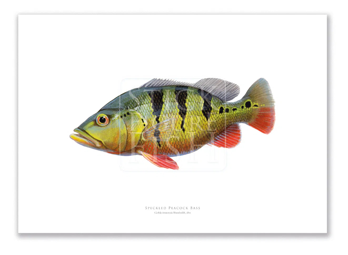 Speckled Peacock Bass (Pavon), Cichla temensis Humboldt 1821 - Fine Art Print-Stick Figure Fish Illustration