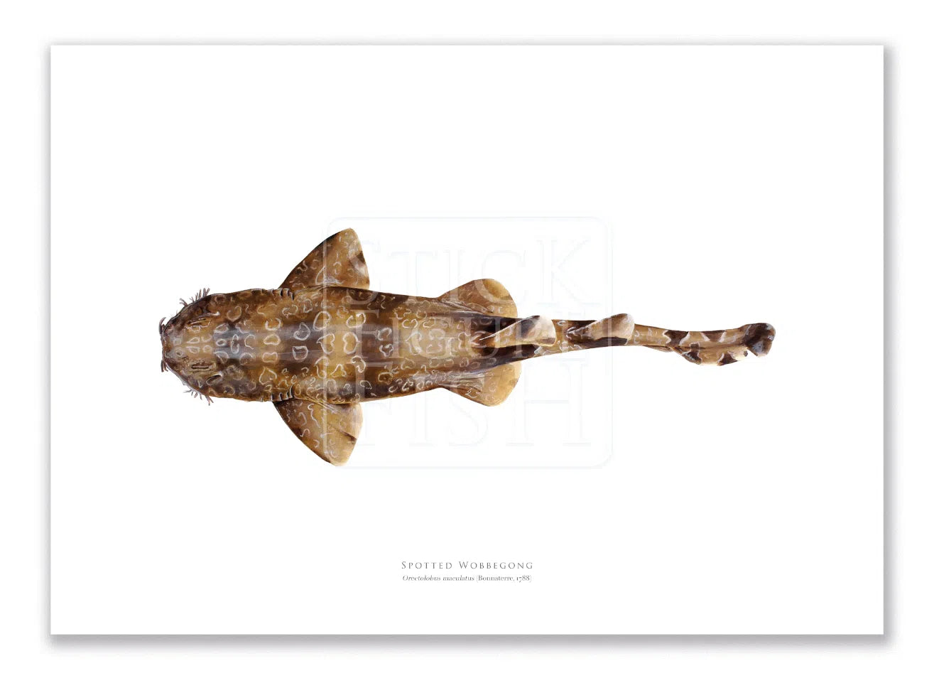 Spotted Wobbegong, Orectolobus maculatus (Bonnaterre 1788) - Fine Art Print-Stick Figure Fish Illustration