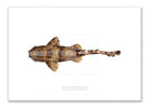 Spotted Wobbegong, Orectolobus maculatus (Bonnaterre 1788) - Fine Art Print-Stick Figure Fish Illustration