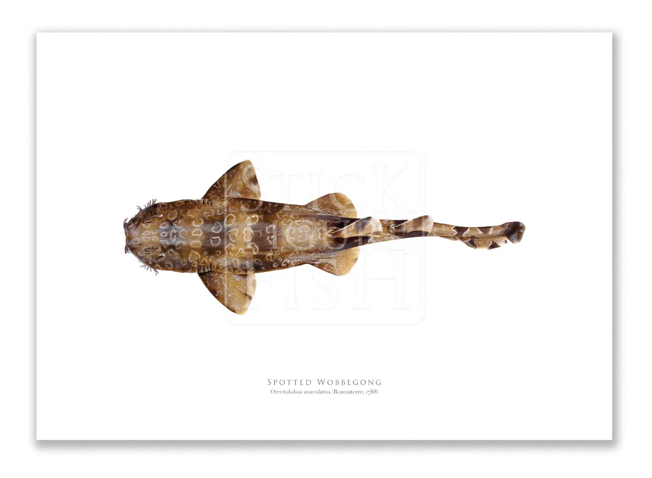 Spotted Wobbegong, Orectolobus maculatus (Bonnaterre 1788) - Fine Art Print-Stick Figure Fish Illustration