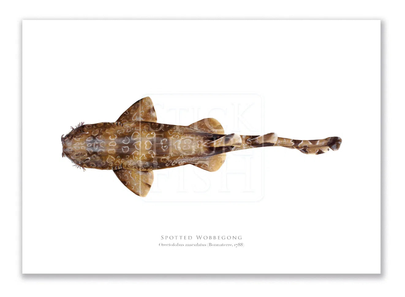 Spotted Wobbegong, Orectolobus maculatus (Bonnaterre 1788) - Fine Art Print-Stick Figure Fish Illustration