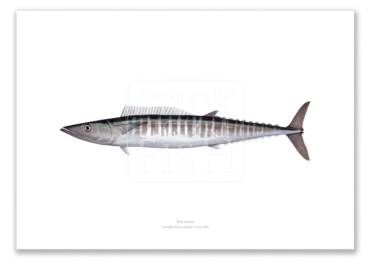 Wahoo, Acanthocybium solandri (Cuvier 1832) - Illustration 1 - Fine Art Print-Stick Figure Fish Illustration