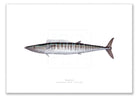 Wahoo, Acanthocybium solandri (Cuvier 1832) - Illustration 1 - Fine Art Print-Stick Figure Fish Illustration