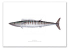 Wahoo, Acanthocybium solandri (Cuvier 1832) - Illustration 1 - Fine Art Print-Stick Figure Fish Illustration