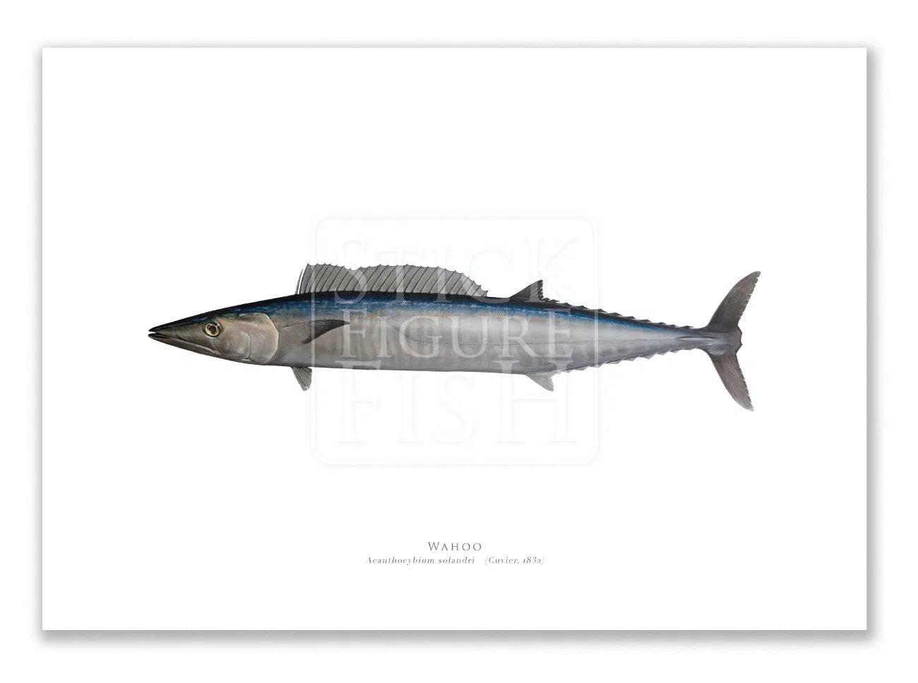 Wahoo, Acanthocybium solandri (Cuvier 1832) - Illustration 2 - Fine Art Print-Stick Figure Fish Illustration