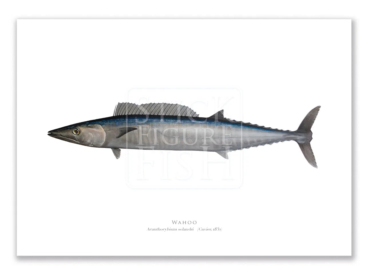 Wahoo, Acanthocybium solandri (Cuvier 1832) - Illustration 2 - Fine Art Print-Stick Figure Fish Illustration