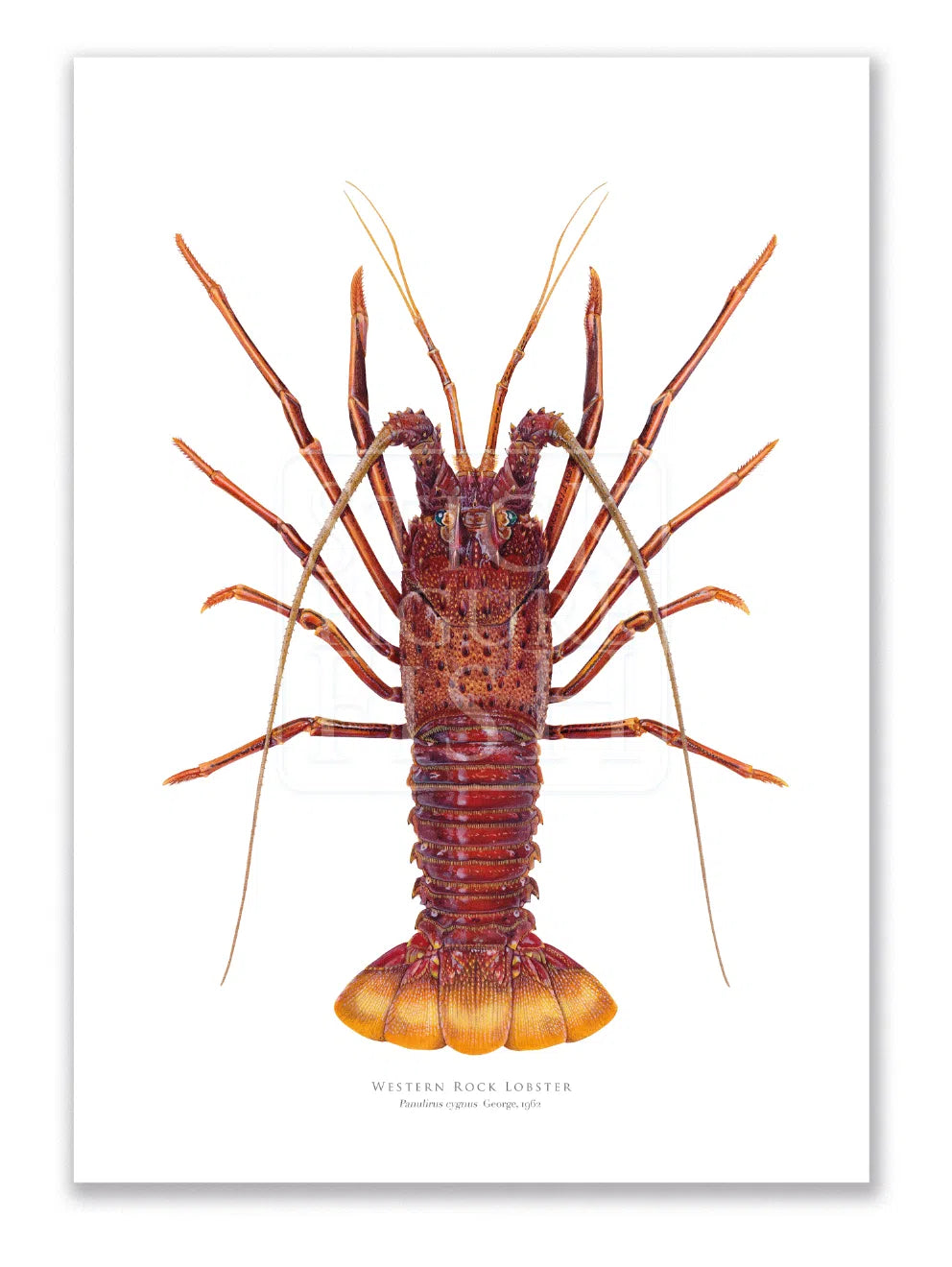 Western Rock lobster Panulirus cygnus (George, 1962) - Fine Art Print-Stick Figure Fish Illustration