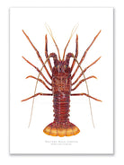 Western Rock lobster Panulirus cygnus (George, 1962) - Fine Art Print-Stick Figure Fish Illustration