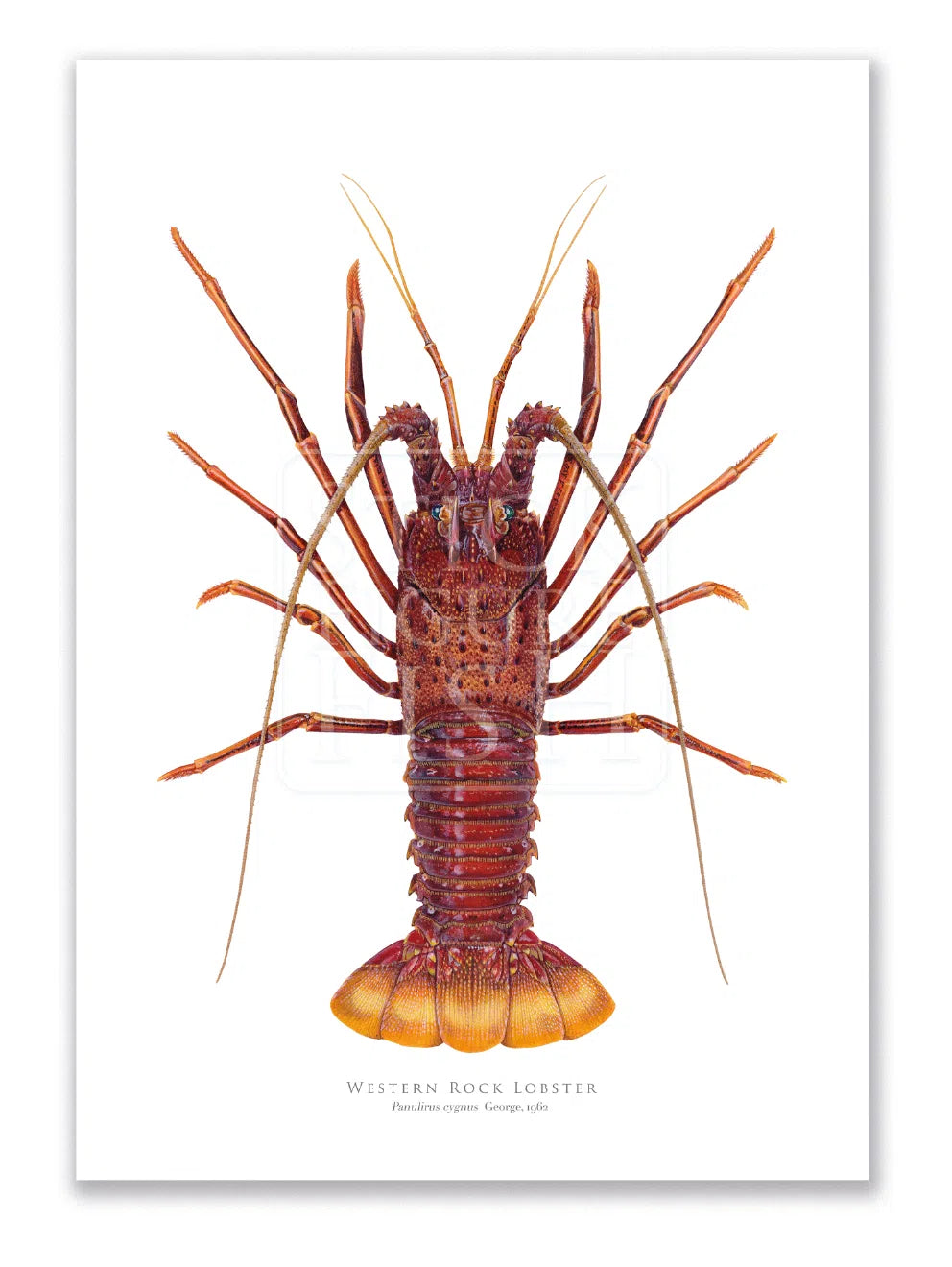 Western Rock lobster Panulirus cygnus (George, 1962) - Fine Art Print-Stick Figure Fish Illustration