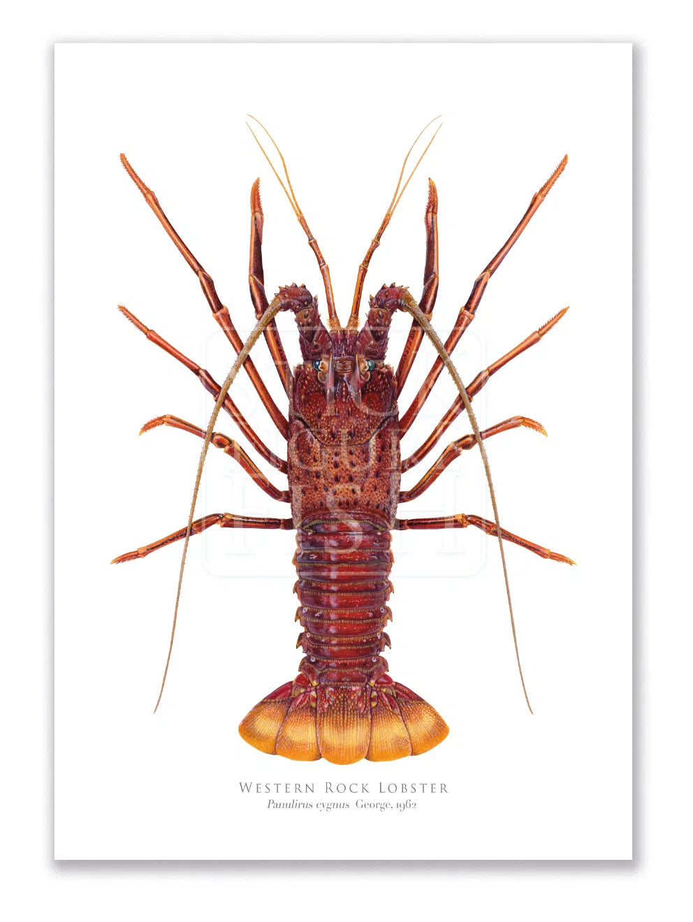 Western Rock lobster Panulirus cygnus (George, 1962) - Fine Art Print-Stick Figure Fish Illustration