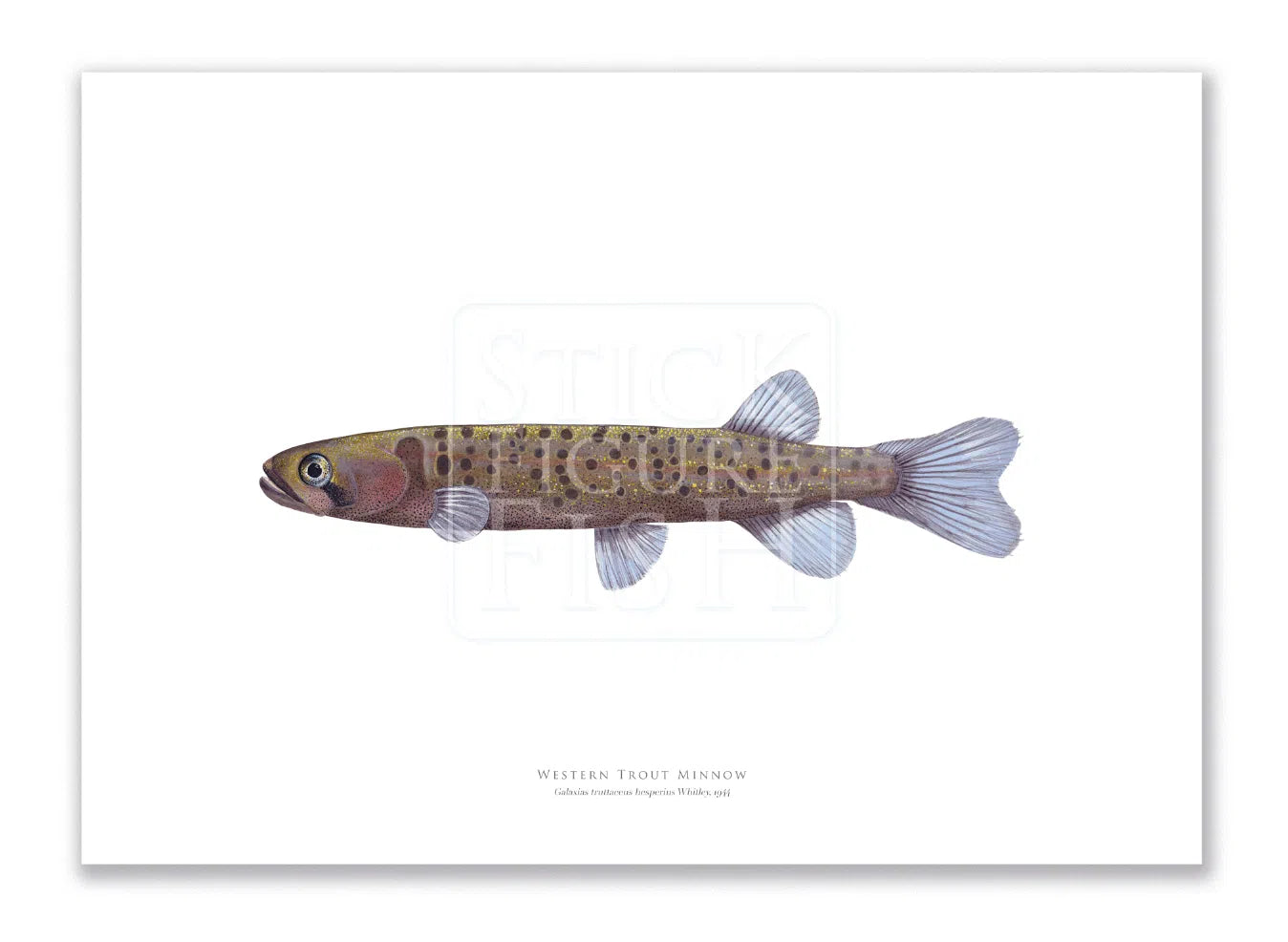 Western Trout Minnow, Galaxius truttaceus hesperius Whitley, 1944 - Fine Art Print-Stick Figure Fish Illustration