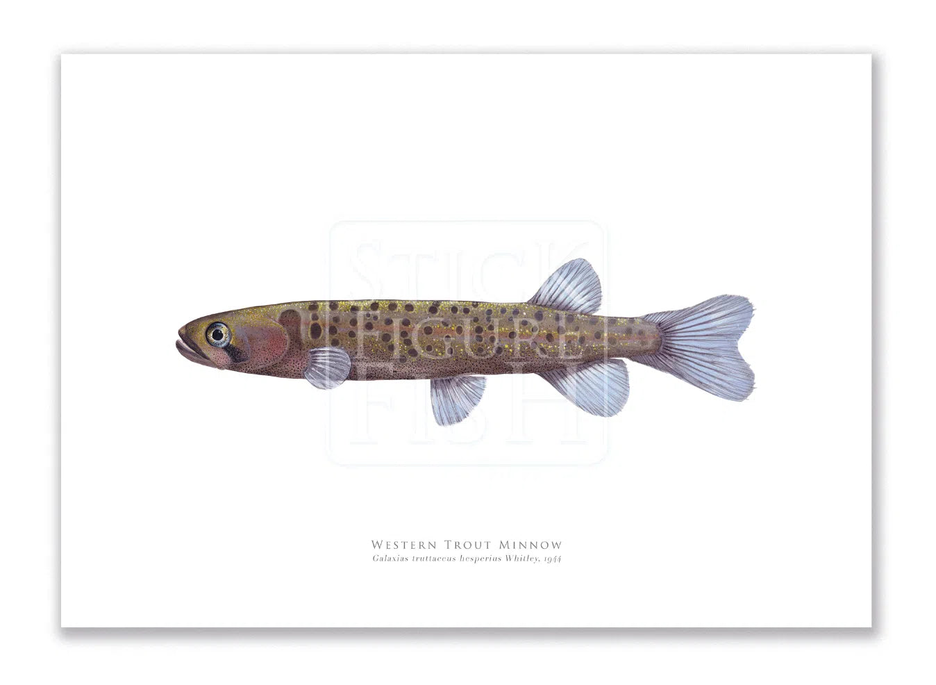 Western Trout Minnow, Galaxius truttaceus hesperius Whitley, 1944 - Fine Art Print-Stick Figure Fish Illustration