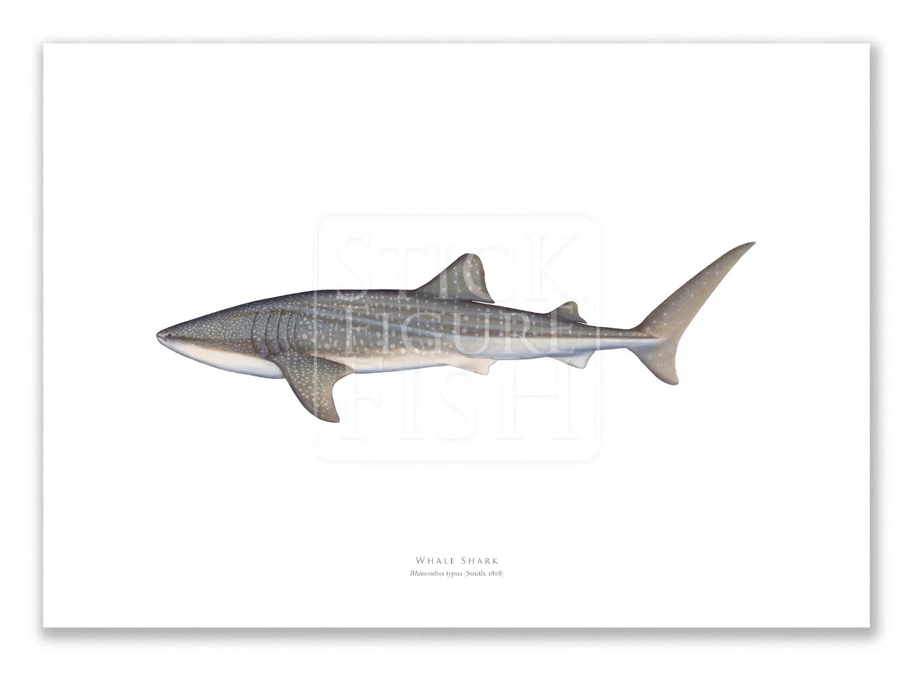 Whale Shark, Rhincodon typus (Smith 1828) - Fine Art Print-Stick Figure Fish Illustration