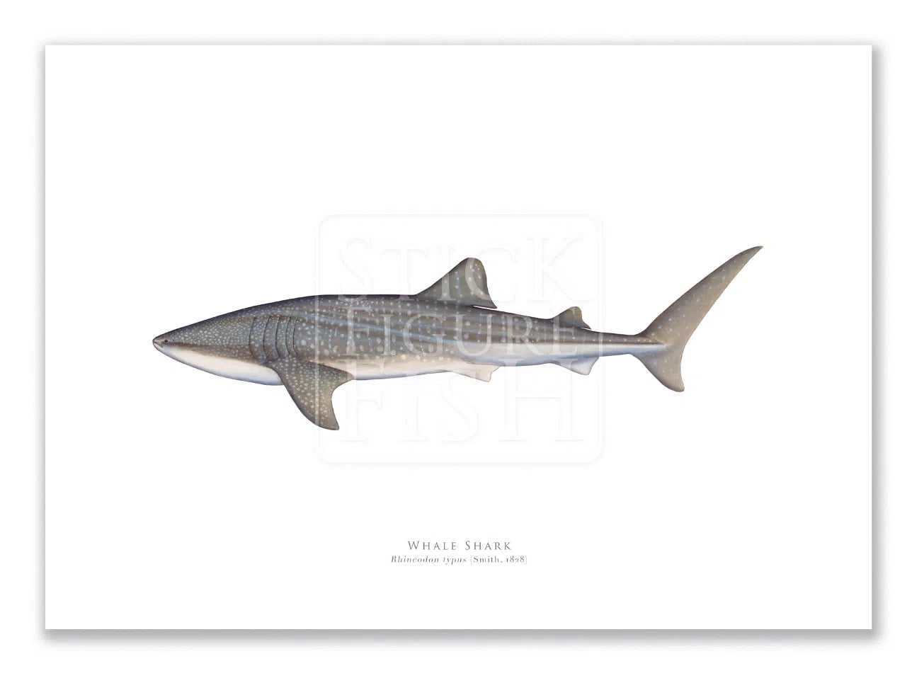 Whale Shark, Rhincodon typus (Smith 1828) - Fine Art Print-Stick Figure Fish Illustration