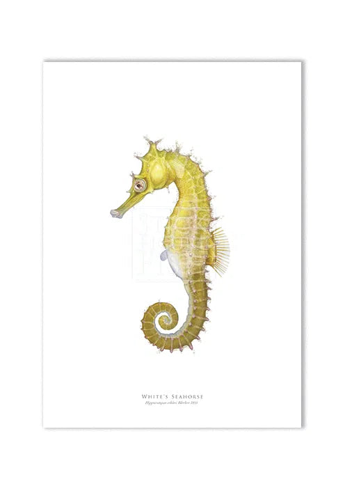 White's Seahorse - Fine Art Print-Stick Figure Fish Illustration