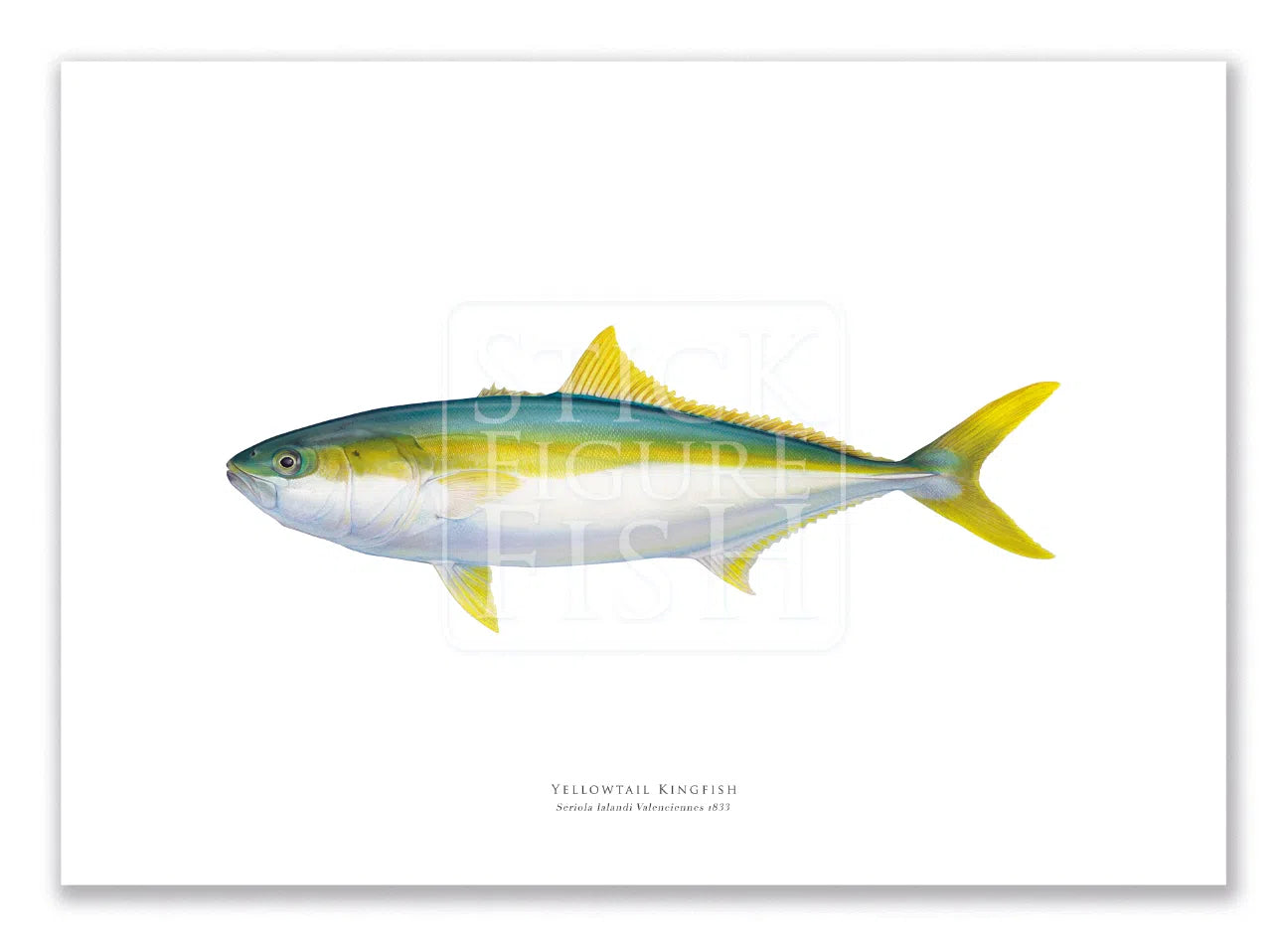 Yellowtail Kingfish, Seriola lalandi Valenciennes 1833 - Fine Art Print-Stick Figure Fish Illustration